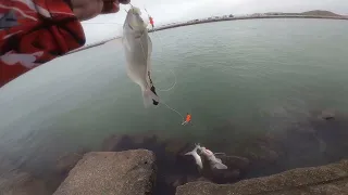 Chef Hollstein's friends first gulf coast fishing experience, Packery channel, Corpus Christi Texas