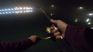 Clay wins? So Many Catfish Red Dot Pier Corpus Christi Texas