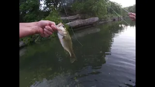 Reuniting with fly fishing after 16 year break. Tinkering around at Bull Creek Austin Texas.